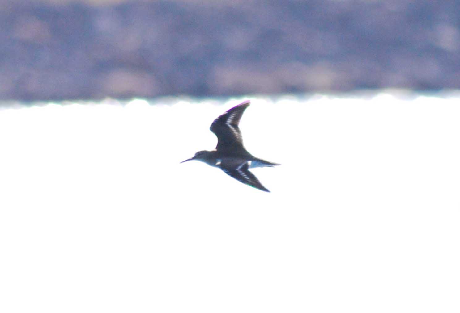 Limicolo ignoto (almeno per me)!!